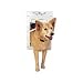 Medium Economy Pet Door with White Frame