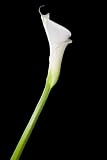 Weisse Calla Lilie - 24