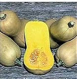Seed Savers Exchange 245 Open Pollinated Organic Squash Seed, Waltham Butternut, 25-Pack