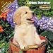 golden retriever - 2008 puppies : golden retriever 2008 16 month wall calendar **IN STOCK NOW**