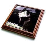 Cats - Tuxedo Cat - Trivets