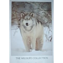 Animals Posters: The Wildlife Collection - Wolf Poster - 86x61cm