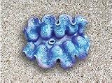 Natures Image No.102B Maxima Clam Med Peacock Blue 4 in x 4 in x 3 in Coral Reproduction