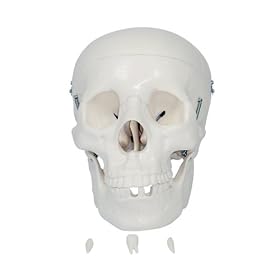 66FIT Life Size Human Skull
