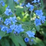 forgetmenot seeds-Chinese Forget-me-not - 1/4 LB
