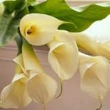 Sympathy Calla Lilies - Fresh Cut Calla Lilies
