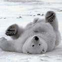 Christmas Cards - Chilling Out - 8 Charity Christmas Cards supporting Shelter & St Mungos