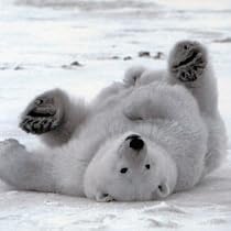 Christmas Cards - Chilling Out - 8 Charity Christmas Cards supporting Shelter & St Mungos