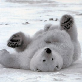 Christmas Cards - Chilling Out - 8 Charity Christmas Cards supporting Shelter & St Mungos