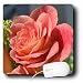 WhiteOak Photography Floral Prints - Antique Peach Rose Peach colored Rose - Mouse Pads WhiteOak Photography Floral Prints - Antique Peach Rose Peach colored Rose - Mouse Pads