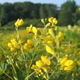Yellow Wild Indigo (Baptisia tinctoria) - Jumbo Wildflower Seed Packet