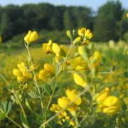 Yellow Wild Indigo (Baptisia tinctoria) - Jumbo Wildflower Seed Packet