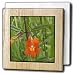 Monkey Flower.(Mimulus sp.).Crystal Cove State Park, California - 6 Inch Tile Napkin Holder
