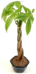 ORDER BY 10 AM PST 12/23 W/ EXPEDITED SHIPPING FOR DELIVERY ON CHRISTMAS EVE Braided Money Tree - Good Luck Gift - Office Gift - Live Plant - Green Gift - Congratulations - Best Wishes - Ships fast via 2-Day Air