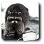 Wild animals - Raccoon, Raccoons - Mouse Pads