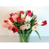 20 Sweetheart Tulips