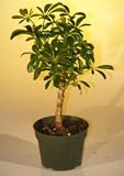 Bonsai Boy's Pre Bonsai Hawaiian Umbrella Bonsai Tree - Small arboricola schefflera