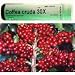 Boericke and Tafel Coffea Cruda 30X