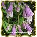 Hairy Beardtongue (Penstemon hirsutus) Jumbo Wildflower Seed Packet (1250)