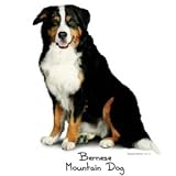 Dog Breed Women's Sweatshirt : Bernese Mountain Dog