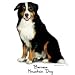 Dog Breed Men's Hoody : Bernese Mountain Dog