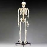 Budget Bart Skeleton Model 4 Ft 2 In