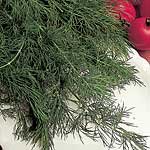 Outdoor Living : Herbs: Dill Seeds (1 Pkt - 725 seeds)