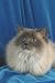 12X16 inch Top 100 Pedigree Cat Canvas Art Ragdoll,blue point