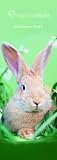 Official Rachael Hale Rabbits Slim Calendar 2009