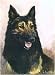 Belgian Tervuren Notecards