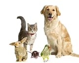 Flea Control  dog:Frontline 12 Months Supply Kit Dogs 0-22 Lbs or Cats All Weights