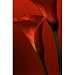 Calla Lillies (Red) Art Poster Print - 24x36