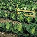 SUTTONS SEEDS: Cabbage Wheelers Imperial Seeds (390 seeds)