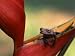 Poison Arrow Dart Frog and Heliconia flower, Peru Premium Photographic Poster Print by Howie Garber, 30x40