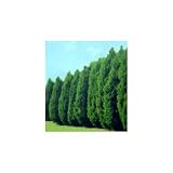 Thuja Green Giant Arborvitae ~Fast Growing Trees~ One Gallon