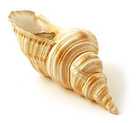 Sanibel Sands Large Seashell Sea Shell Shape Planter/Vase Table Top Decor Beach Decor