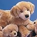 golden retriever - Honey Golden Ret.