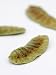 Senna Pods, Senna Alexandrina Photographic Poster Print by Geoff Kidd, 18x24