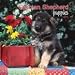 German Shepherd Puppies 2008 Mini Wall Calendar