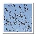Canada Geese, Branta canadensis - 10x10 Iron On Heat Transfer For White Material