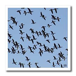 Canada Geese, Branta canadensis - 10x10 Iron On Heat Transfer For White Material