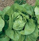 Lettuce Nancy OG 600 Seeds per Packet