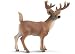 Schleich White-tailed Buck