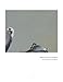 I Have Heard My Praises Sung In Screams: The Paintings of the Mincing Mockingbird Volume II