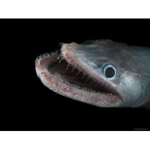 Bathypelagic Lizard Fish