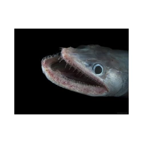Bathypelagic Lizard Fish
