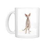 Cat - Peterbald breed in studio Photo Mugs