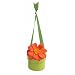 Bloembox Hanging Minis: Standard Tithonia in Gift Box