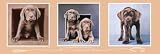 2 Cute Fur Words Beautiful MUSEUM WRAP CANVAS Print with Added BRUSHSTROKES Rachael Hale 36x12