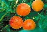 2-3 Year Old Moro Blood Orange Tree in Grower's Pot, 3 Year Warranty